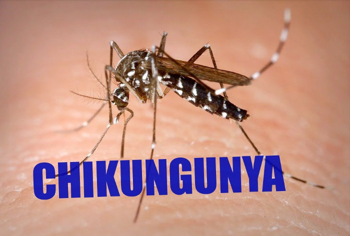 WHO ghi nhận Chikungunya đã xuất hiện tại hơn 60 quốc gia.