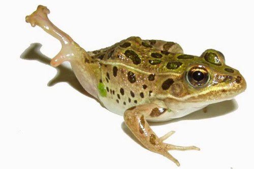 Những con ếch bị ký sinh là con mồi tiềm năng cho thú săn mồi.