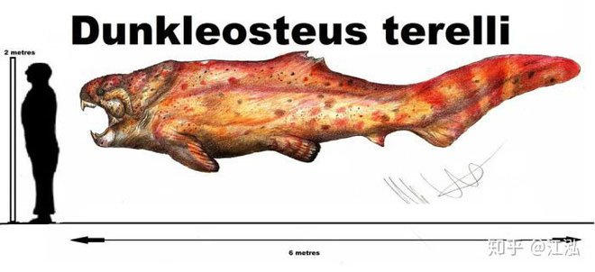 So sánh kích thước của cá Dunkleosteus với con người.