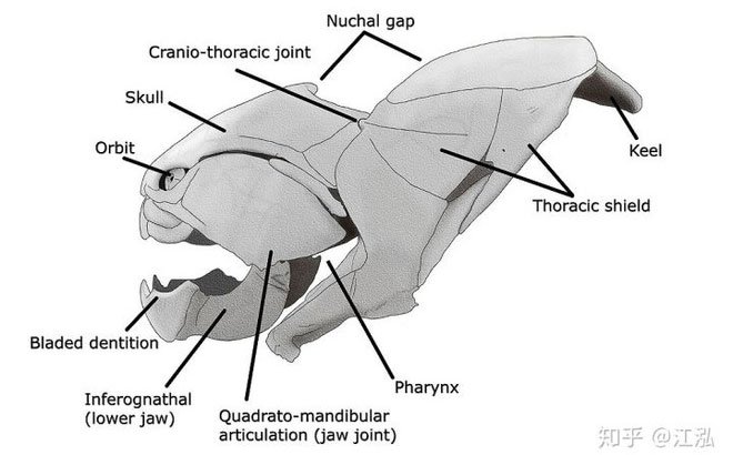 Cấu tạo hàm của cá Dunkleosteus.