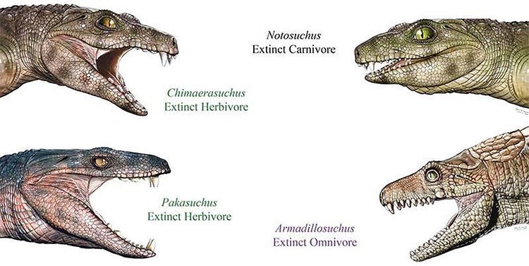 Một số loài cá sấu cổ đại ăn thực vật