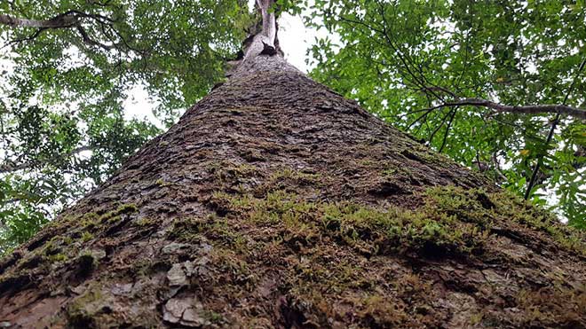 Cây thông hai lá dẹt trên dưới 1.000 năm tuổi ở Vườn quốc gia Bidoup Núi Bà.