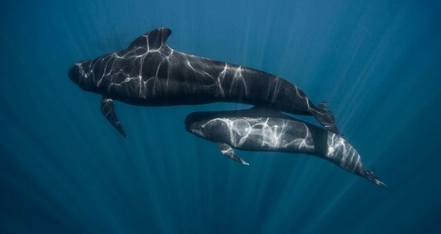 Đàn cá voi sát thủ nhận nuôi con non của loài cá voi kẻ thù khiến các nhà nghiên cứu không hiểu vì sao - Ảnh 2.