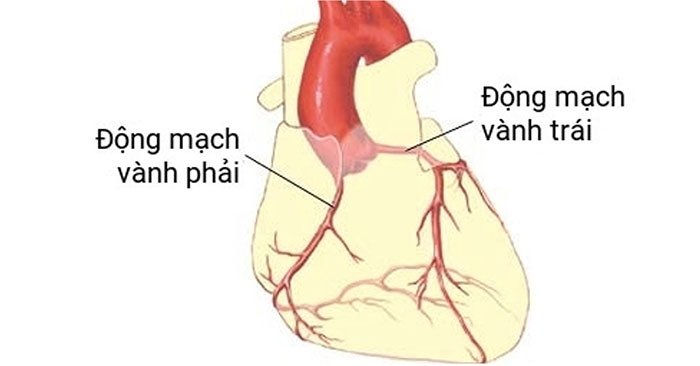 Động mạch vành cung cấp máu cho tim.