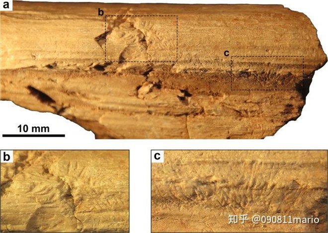 Hóa thạch của xương sườn cổ Mamenchisaurus với các dấu vết sinh học