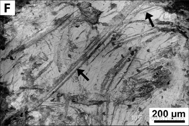 Những dấu vết trên hóa thạch có chiều dài khoảng 0,5-1,5 mm và chiều rộng khoảng30–250μm.