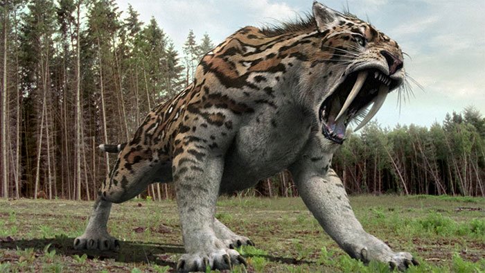 Hổ răng kiếm tuyệt chủng khoảng 13.000 năm về trước.