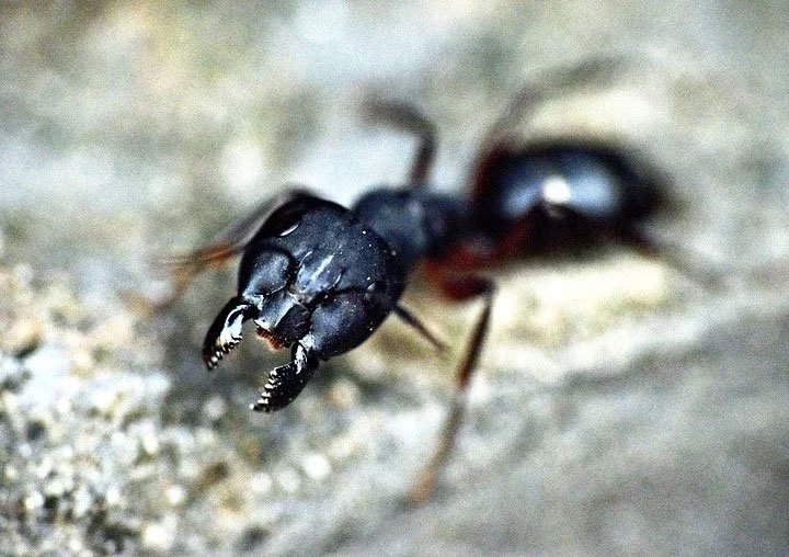 Những loài kiến lớn như kiến thợ có một cái miệng với bộ hàm cứng cáp. 