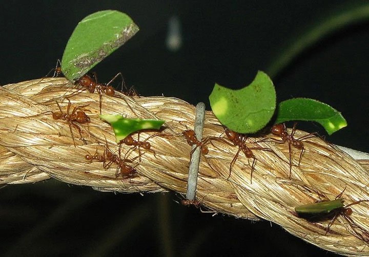 Kiến lửa là một loại kiến ăn côn trùng khác.
