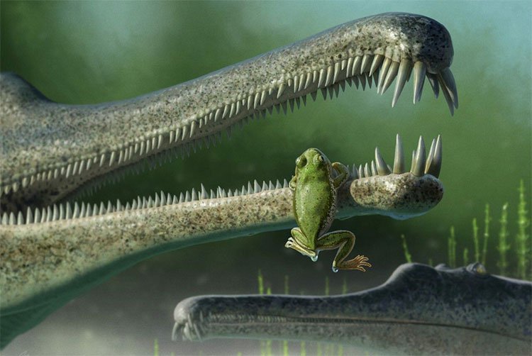 Các nhà khoa học vừa phát hiện hoá thạch loài ếch cổ nhất thế giới.