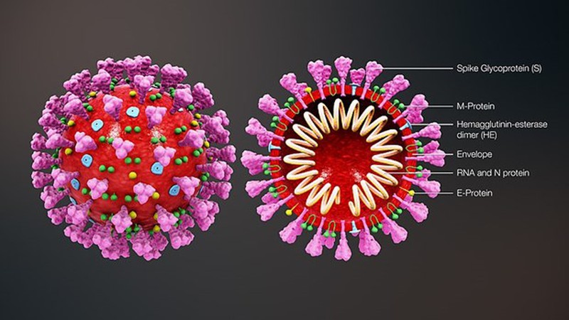 Australia chup hinh 3D virus SARS-COV-2 ho tro che tao vacxin