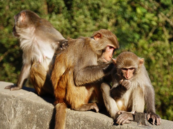 Khỉ Rhesus, loài được các nhà khoa học Trung Quốc lựa chọn để ghép tạng lợn.