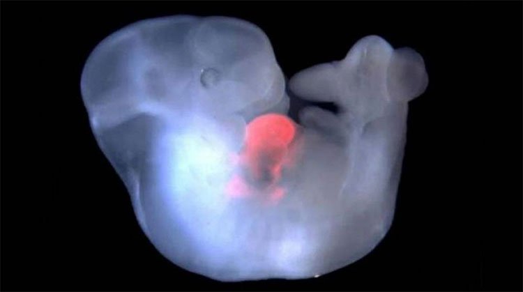 Phôi thai chuột nhắt mang tế bào chuột cống ở tim.