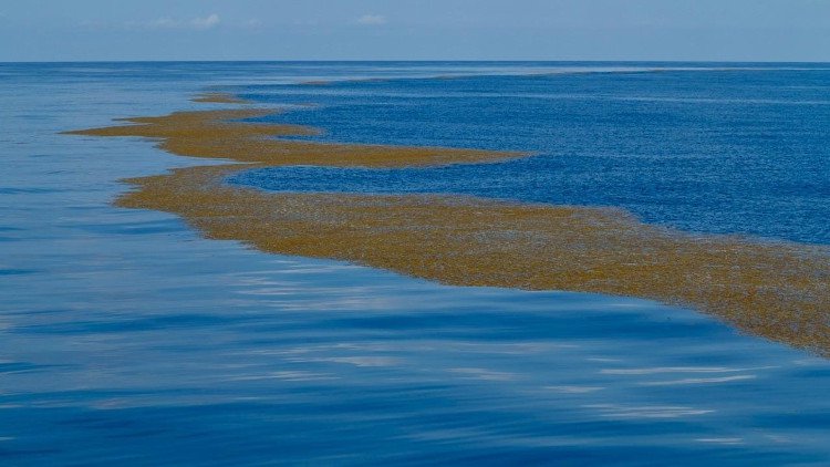 Điểm giúp du khách phát hiện ra được họ đã đến biển Sargasso chính là lượng lớn tảo nâu nổi trên mặt nước.