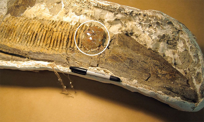 Khối hổ phách bám trên hóa thạch hàm khủng long.