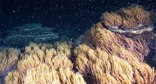 Các nhà khoa học vừa cho biết có một phương pháp mới giúp phục hồi các rạn san hô lớn trên Trái đất.