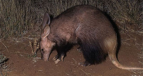 Lợn đất là đại diện duy nhất của bộ động vật răng ống