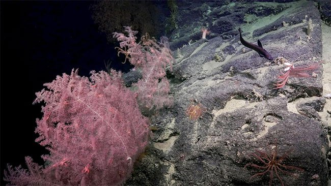 Nhiều loài san hô mới và mỏ hóa thạch san hô được tìm thấy ở đây.