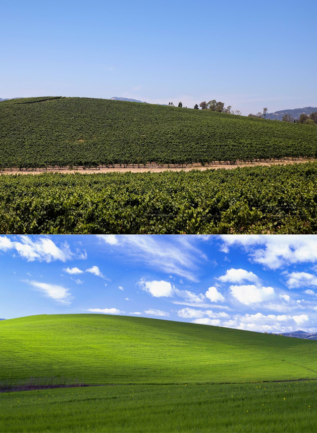 Hình nền huyền thoại trên Windows XP một thời: Được Microsoft trả hơn 100.000 USD vào năm 2000, đến nay vẫn xanh tốt như ngày nào - Ảnh 2.