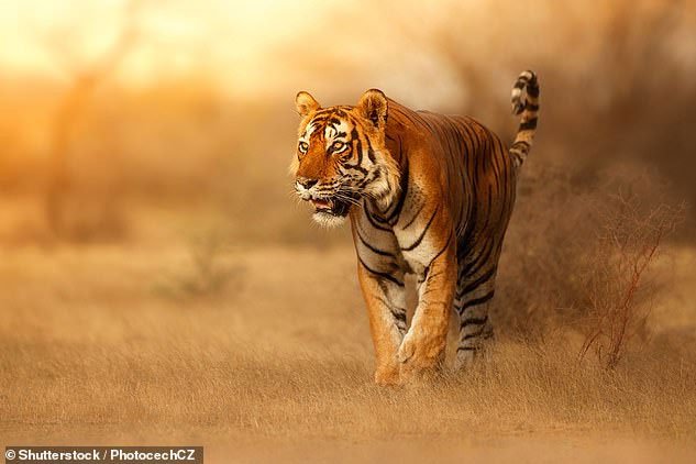 Bộ lông của hổ quá rực rỡ nếu xét đến môi trường chúng vốn tồn tại