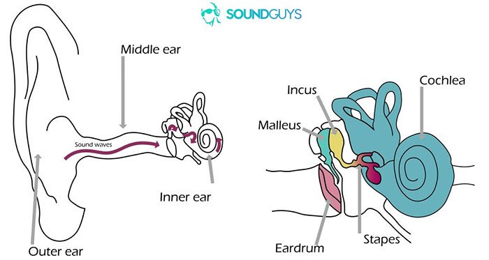 Âm thanh truyền đi thông qua hộp sọ thẳng đến ốc tai.