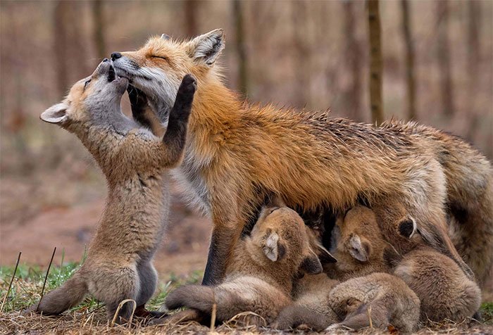 Một gia đình cáo đỏ.​