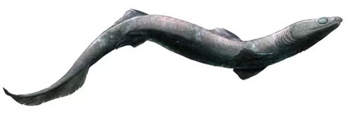 Cá mập Phoebodus cổ đại có cơ thể dài giống lươn.