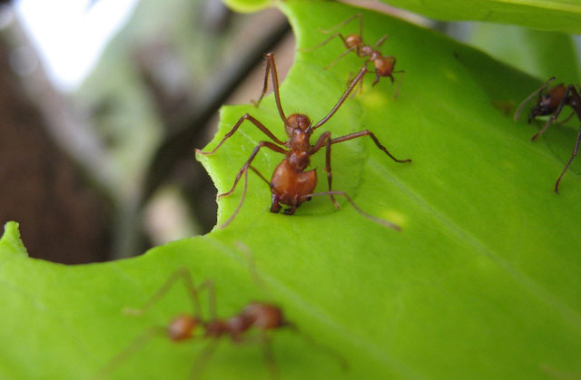 Loài kiến để lại lượng lớn khí thải ngoài môi trường