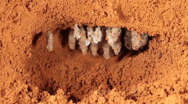 Một góc nấm thành phẩm của loài kiến xén lá