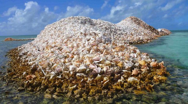 Đảo Conch là minh chứng cho sự phổ biến của loài ốc xà cừ ở nơi đây.