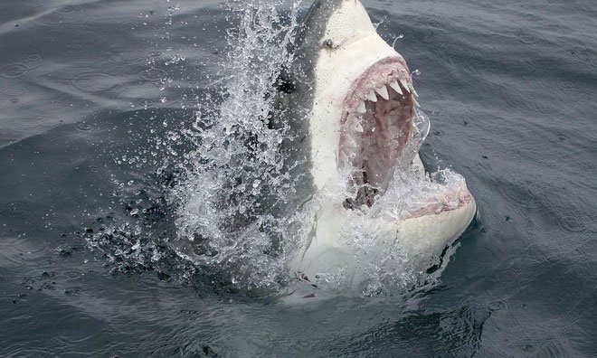 Máu của cá mập trắng chứa cả thủy ngân, arsenic và chì.