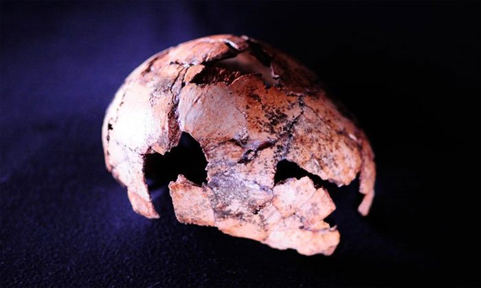 Hộp sọ Homo erectus được khai quật tại Nam Phi.