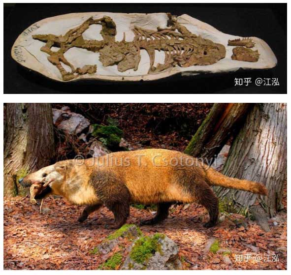 Loài động vật có vú lớn nhất thuộc kỷ Mesozoi cũng chỉ to bằng con chó con.