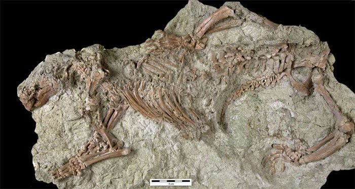Hóa thạch loài Adalatherium.