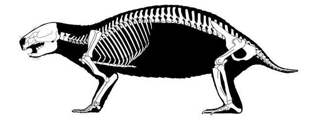 Hình ảnh bộ xương của Adalatherium hui sau khi được sắp xếp lại.