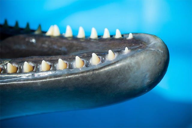 Răng của cá heo không thích hợp để nhai.