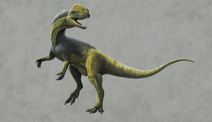 Những dấu chân Kayentapus thường được tạo ra bởi các loài khủng long ăn thịt cỡ vừa và lớn.