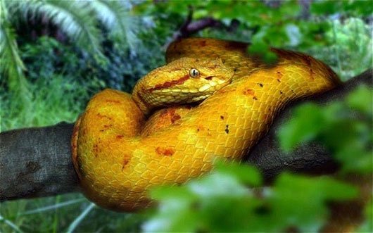 Rắn hổ lục đầu vàng chỉ sống duy nhất trên Đảo rắn Brazil.