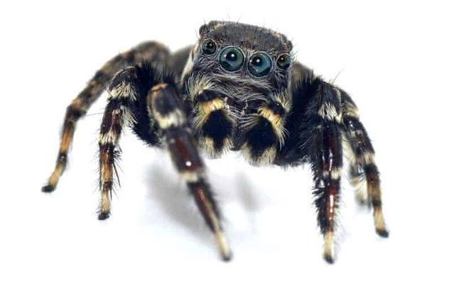 Loài nhện mới được phát hiện có tên là Jotus karllagerfeldi
