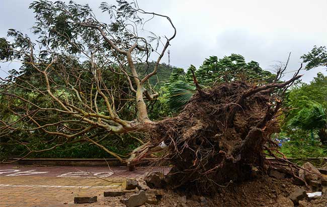 Tại trung tâm thị trấn Cát Bà, một số cây lớn bị gió thổi bật gốc.