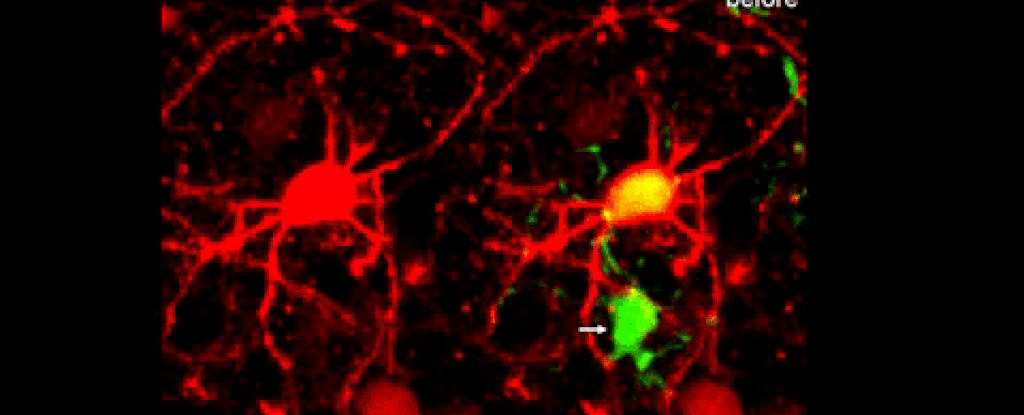 Đường đi của các tế bào thần kinh đệm (màu xanh lá cây) trong hệ thần kinh để dọn dẹp các tế bào chết.