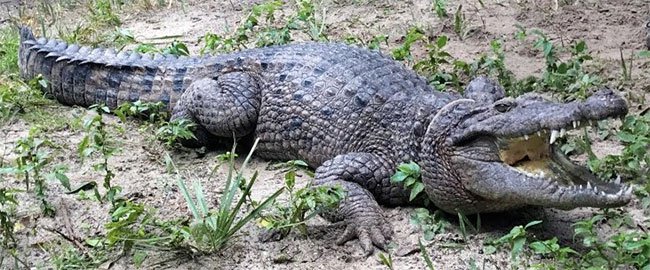 Cá sấu nước ngọt là động vật đặc hữu của hòn đảo bí ẩn New Guinea.