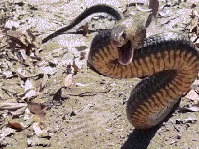 Con rắn nâu miền đông đuổi theo tấn công người.