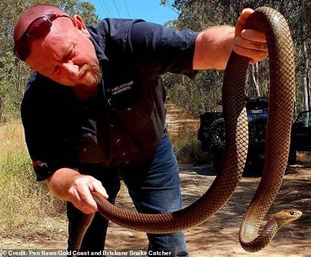 Thợ bắt rắn chuyên nghiệp Tony Harrison trong một lần làm việc.