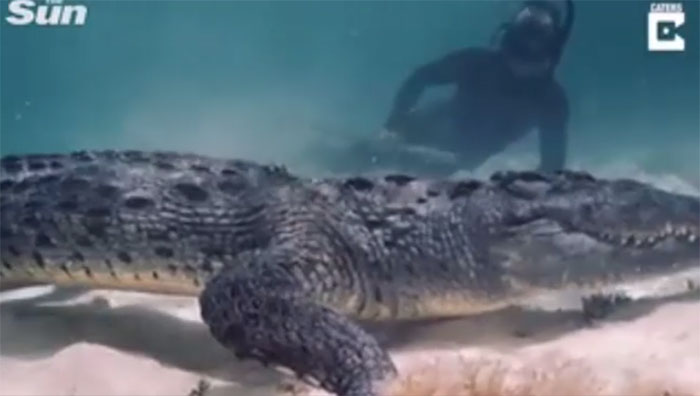 Trong video, thợ lặn có thể được nhìn thấy tiến sát đến cá sấu, chỉ cách vàicm.