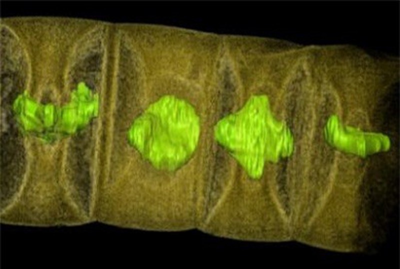 Phát hiện hóa thạch thực vật lâu đời nhất thế giới