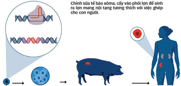 Chỉnh sửa tế bào trên lợn để cấy ghép cho người