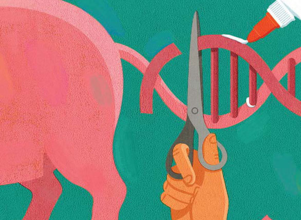Tiềm năng của việc chỉnh sửa gene để tạo ra lợn có tạng hợp với con người