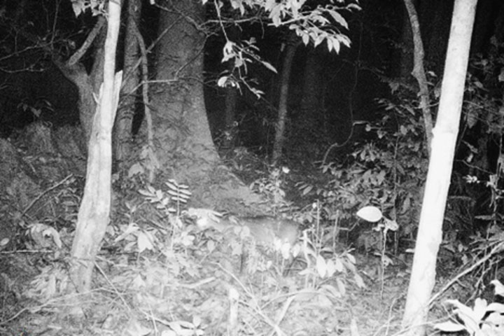 Hình ảnh loài nghi Sao la được ghi lại ở Vườn quốc gia Phong Nha - Kẻ Bàng. 