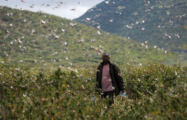 Vùng Laikipia phía bắc Kenya có kế hoạch phun thuốc trừ sâu từ trên không.